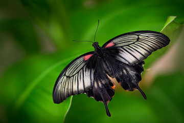 Fototapeta na wymiar Beautiful dark butterfly, Papilio rumanzovia, Scarlet Mormon or Red Mormon, of the Papilionidae family. It is found in the Philippines[ but has been recorded as a vagrant to southern Taiwan