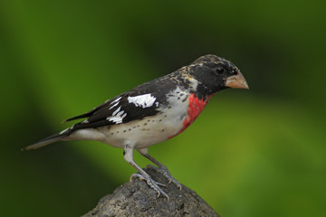 Rose-breasted Grosbeak, Pheucticus ludovicianus, exotic tropic gray and red bird form Panama