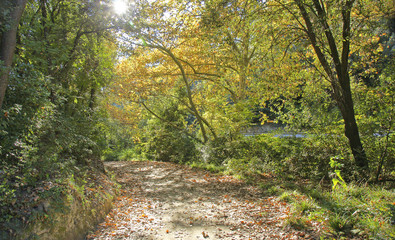 Camino en el bosque de Collserola, Barcelona