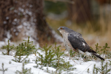Birds of prey Eurasian sparrowhawk, Accipiter nisus, sitting on snow in the forest, tree trunk in background