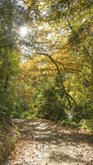 Camino en el bosque de Collserola, Barcelona