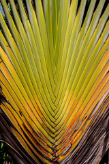 green leaf background