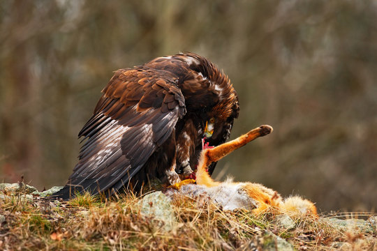 Golden Eagle, Aquila chrysaetos, bird of prey with kill red fox on stone, photo with blurred orange autumn forest in the background, Norway