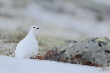 Rock Ptarmigan, Lagopus mutus, white bird sitting on the snow, Norway