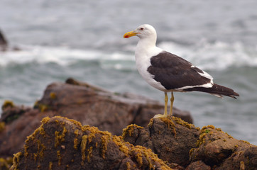 Gaviota en las rocas