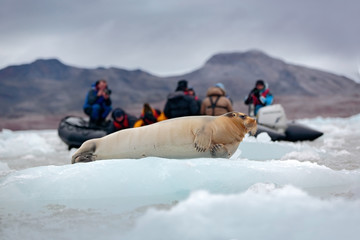 Bearded seal on blue and white ice in Arctic Svalbard, Norway, motor boat with tourists in the background © ondrejprosicky