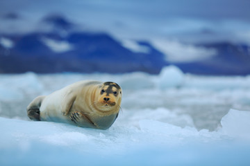 Lying Bearded seal on ice in arctic Svalbard