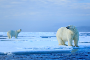 Polar bear couple cuddling on drift ice in Arctic Svalbard