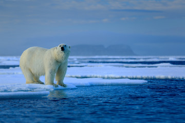 Naklejka na ściany i meble Big polar bear on drift ice edge with snow a water in Arctic Svalbard