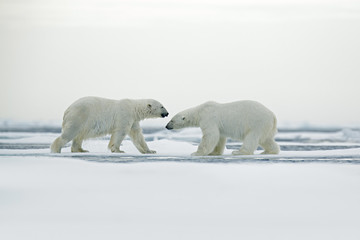 Obraz na płótnie Canvas Polar bear couple cuddling on drift ice in Arctic Svalbard