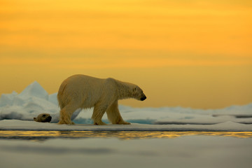 Fototapeta na wymiar Polar bear on the drift ice with snow, with evening yellow sun, Svalbard, Norway