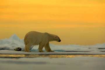 Crédence de cuisine en verre imprimé Ours polaire Ours polaire sur la banquise avec de la neige, avec soleil jaune du soir, Svalbard, Norvège