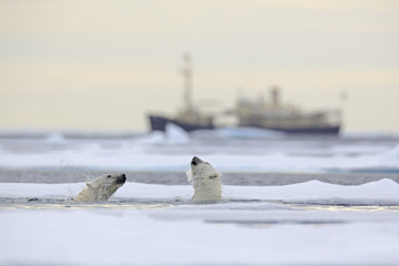 Fight of polar bears in water between drift ice with snow, blurred cruise chip in background, Svalbard, Norway © ondrejprosicky