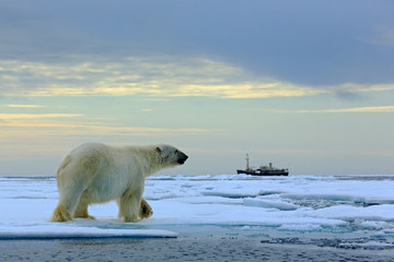 Ours polaire sur la dérive des glaces avec de la neige, bateau de croisière floue en arrière-plan, Svalbard, Norvège