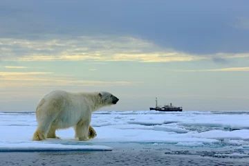 Papier Peint photo Ours polaire Ours polaire sur la dérive des glaces avec de la neige, bateau de croisière floue en arrière-plan, Svalbard, Norvège