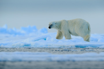 Big polar bear on drift ice with snow in Arctic Svalbard