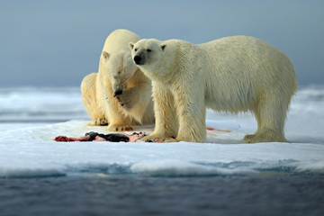 Fototapeta na wymiar Couple of polar bears tearing hunted bloody seal skeleton in Arctic Svalbard