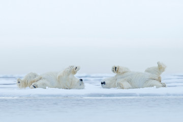 Two Polar bear lying relax on drift ice with snow, white animals in the nature habitat, Canada © ondrejprosicky