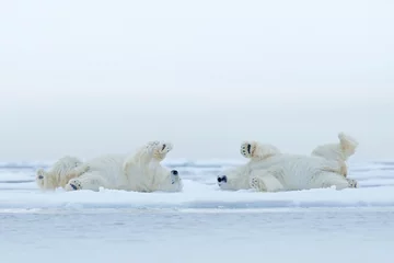 Plexiglas foto achterwand Twee ijsbeer liggend ontspannen op drijfijs met sneeuw, witte dieren in de natuurhabitat, Canada © ondrejprosicky
