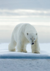 Plakat Big white polar bear, on drift ice with snow, Svalbard, Norway