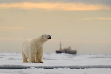 Polar bear on the drift ice with snow, blurred cruise chip in background, Svalbard, Norway © ondrejprosicky