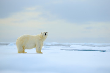 Fototapeta na wymiar Polar bear, dangerous looking beast on the ice with snow in north Russia, nature habitat