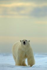 Naklejka premium Big polar bear on drift ice with snow in Arctic Svalbard