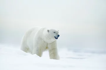 Foto op Plexiglas IJsbeer op drijfijs met sneeuw, wazig mooie gele en blauwe lucht op de achtergrond, wit dier in de natuurhabitat, Rusland © ondrejprosicky