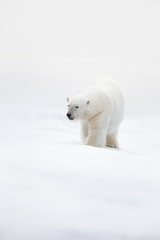 Obraz na płótnie Canvas Big polar bear on drift ice with snow, clear white photo, Svalbard, Norway