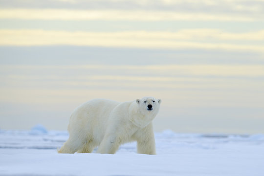 Big polar bear on drift ice with snow, blurred nice yellow and blue sky in background, Svalbard, Norway
