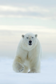 Big polar bear on drift ice edge with snow a water in Arctic Svalbard