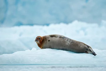 Deurstickers Baardrob Lying Bearded seal on white ice in arctic Svalbard