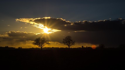 Fototapeta na wymiar trees in front of sunset
