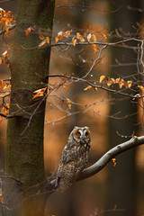 Fototapeta na wymiar Long-eared Owl with orange oak leaves during autumn, bird in habitat