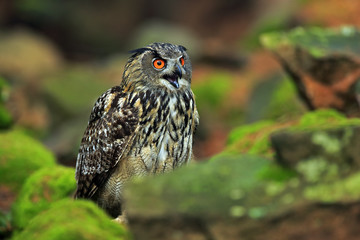 Big Eurasian Eagle Owl sitting on green moss stone