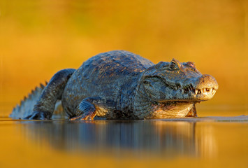 Obraz premium Caiman, Yacare Caiman, crocodile in the river surface, evening yellow sun, Pantanal, Brazil