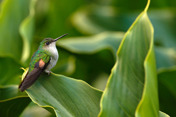 Stripe-tailed Hummingbird sitting on the green flower, Savegre, Costa Rica