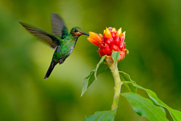Obraz na płótnie Canvas hummingbird Green-crowned Brilliant, Heliodoxa jacula, green bird from Costa Rica flying next to beautiful red flower with clear background, nature habitat, action feeding scene