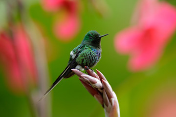Nice hummingbird Green Thorntail (Discosura conversii) with blurred pink and red flowers in background, La Paz, Costa Rica © ondrejprosicky