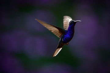 Fototapeta na wymiar Flying big blue Hummingbird Violet Sabrewing with blurred dark violet flower in background