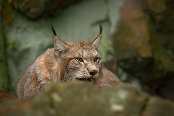 Naklejka na ściany i meble Eurasian Lynx sitting under rock