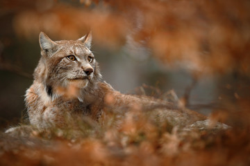 Naklejka premium Eurasian Lynx hidden in orange oak branch duriing autumn