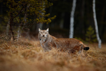 Naklejka premium Eurasian Lynx in the habitat, birch and pine forest