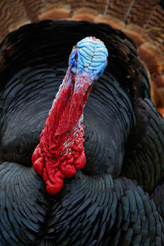 Portrait of Wild Turkey, Meleagris gallopavo, blue and red head