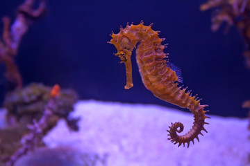 Closeup seahorse in aquarium - Powered by Adobe