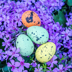 easter multicolored eggs on violet flowers