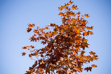 Orange Leaves and Blue Sky