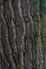 The texture of wood background, bark