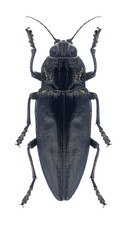 Beetle metallic wood borer Chalcophora detrita detrita