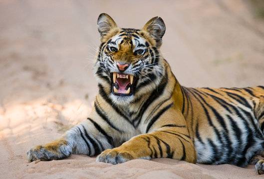 Wild Bengal Tiger lying on the road in the jungle. India. Bandhavgarh National Park. Madhya Pradesh. An excellent illustration.